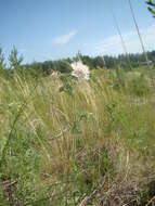 Imagem de Lomelosia isetensis (L.) J. Soják