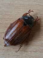 Image of Common cockchafer