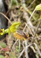 Image of Ophrys lutea subsp. melena Renz