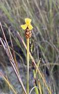 Image of Hawai'i yelloweyed grass