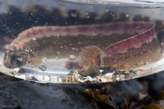 Image of Cockscomb prickleback