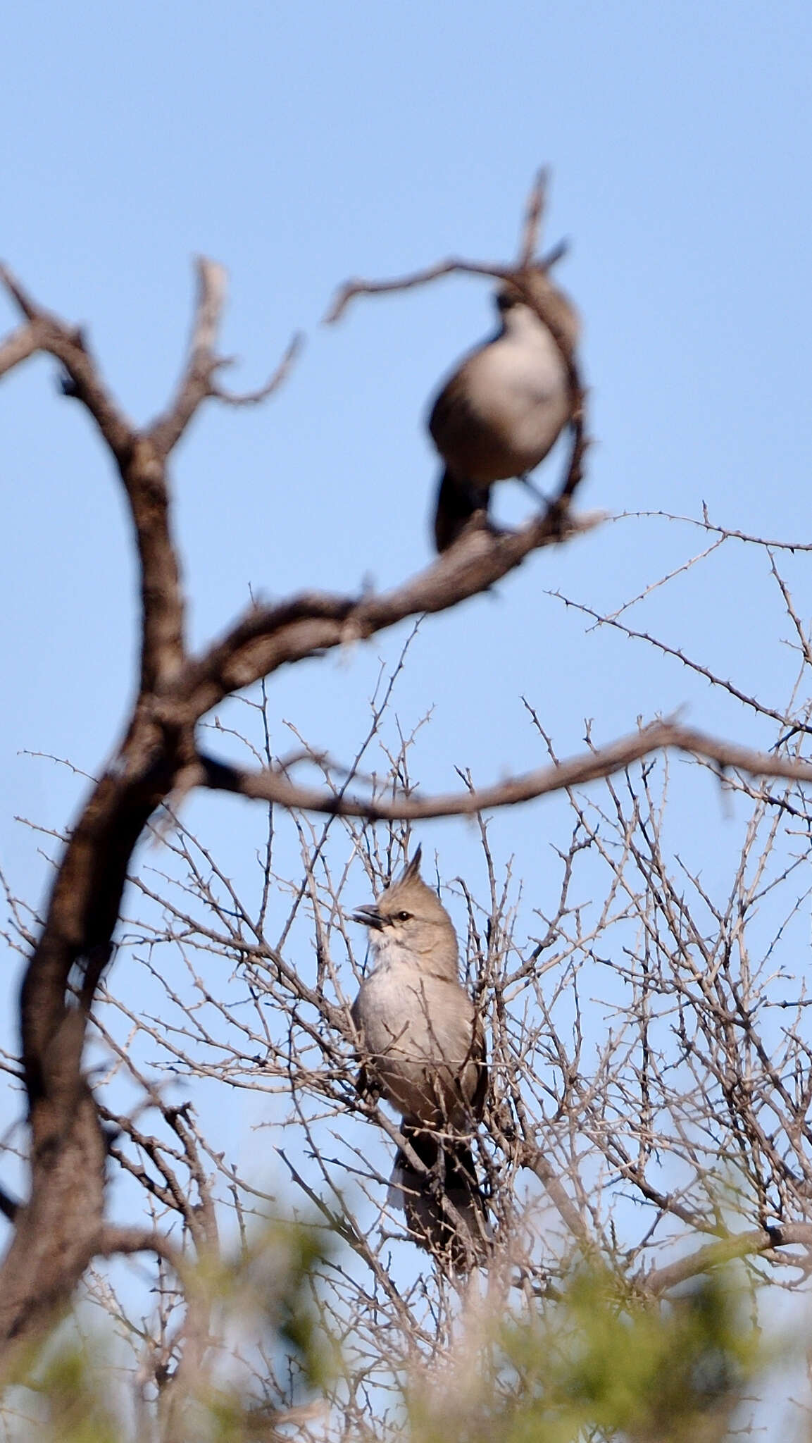 Image of Chiming Wedgebill