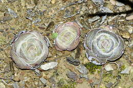 Crassula hemisphaerica Thunb. resmi