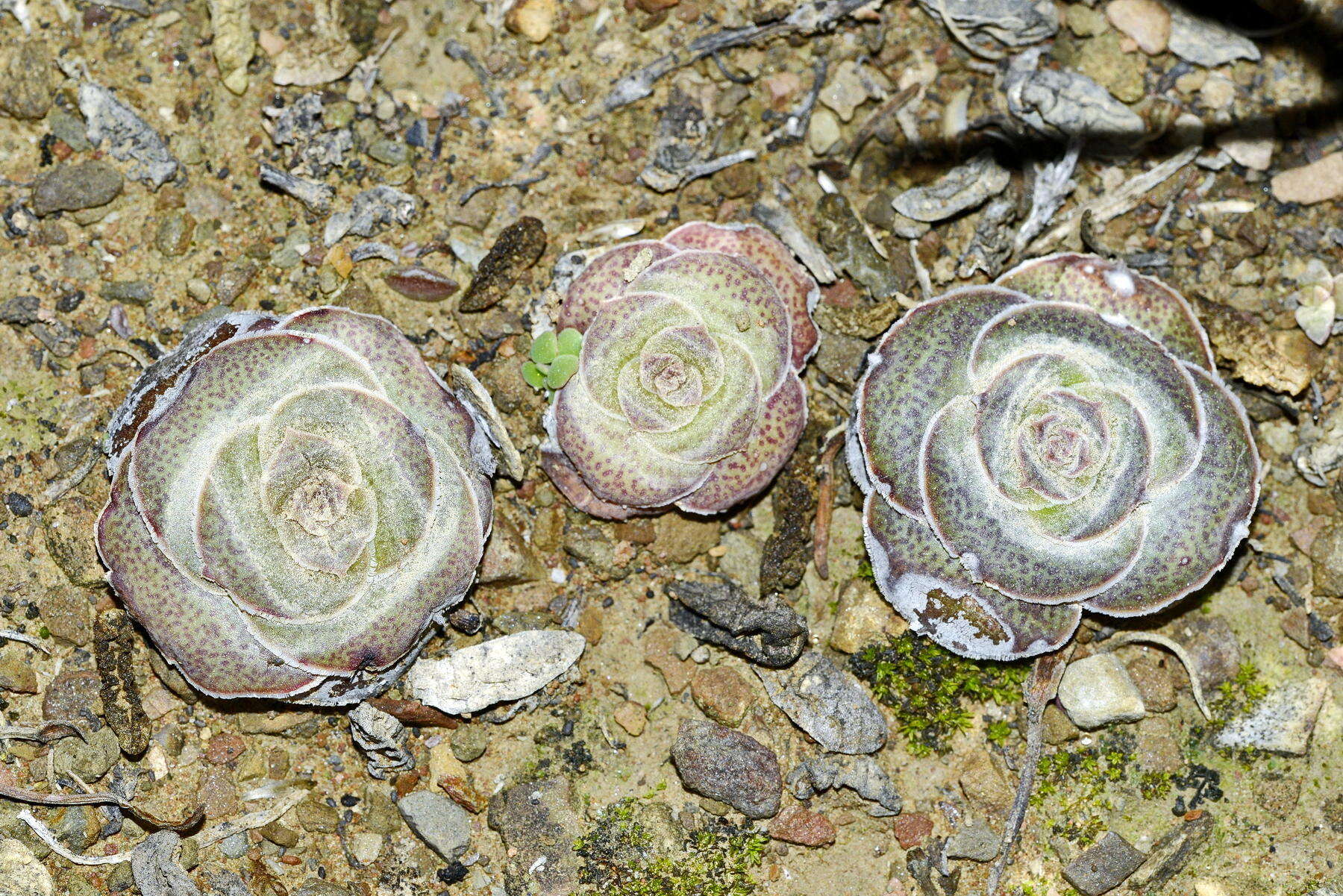 Crassula hemisphaerica Thunb. resmi