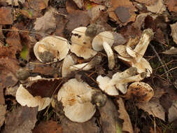 Image of Tricholoma populinum J. E. Lange 1933