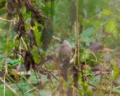 Image of Eurasian bullfinch