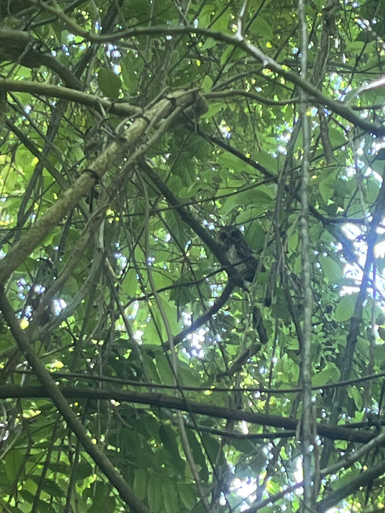 Image of Puerto Rican Owl