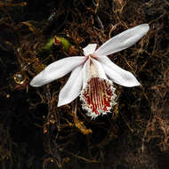 Imagem de Pleione humilis (Sm.) D. Don