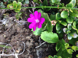 Image of Primula hirsuta All.