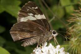 Слика од Lobocla bifasciatus Bremer & Grey 1853