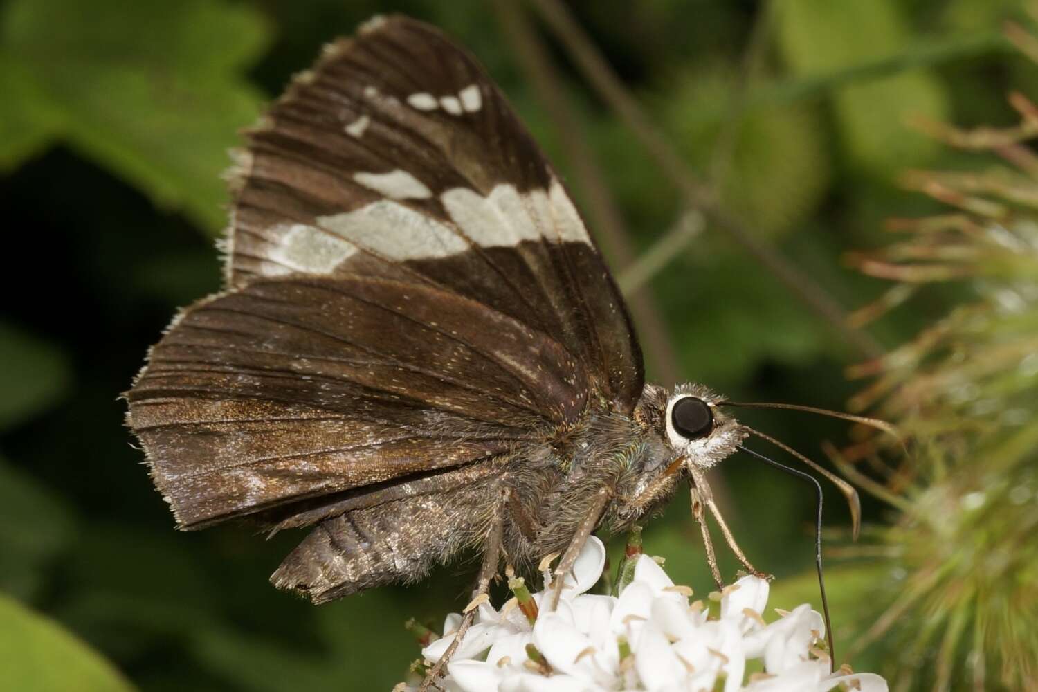 Image of Lobocla bifasciatus Bremer & Grey 1853