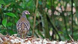 Arborophila campbelli (Robinson 1904) resmi