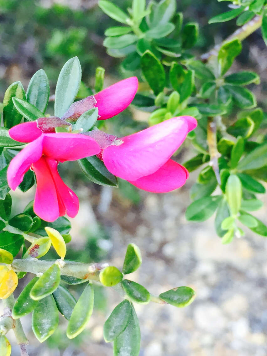 Image of chaparral pea