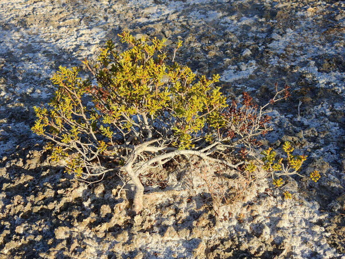 Image of Cortesia cuneifolia Cav.