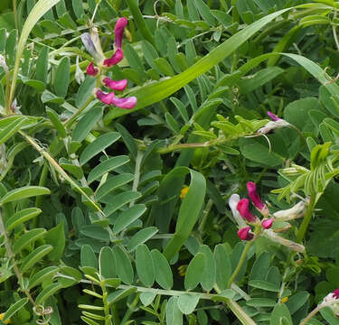 Imagem de Vicia monantha Retz.