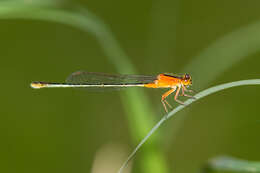 Image of Rambur's Forktail