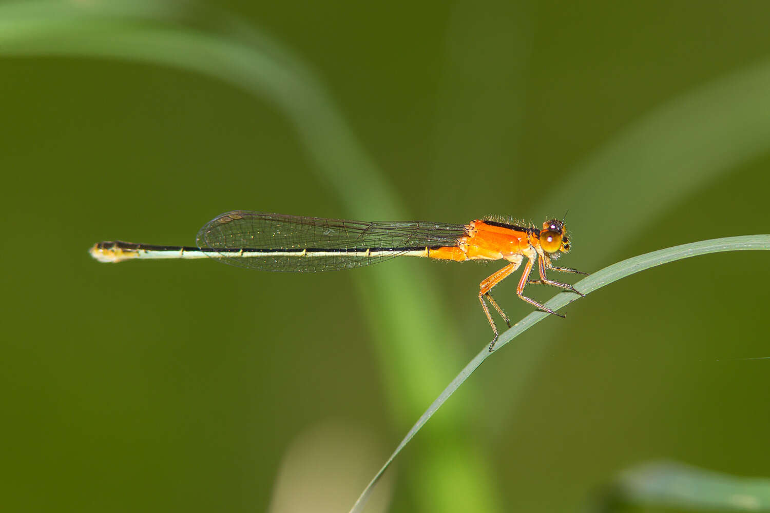 Image of Rambur's Forktail