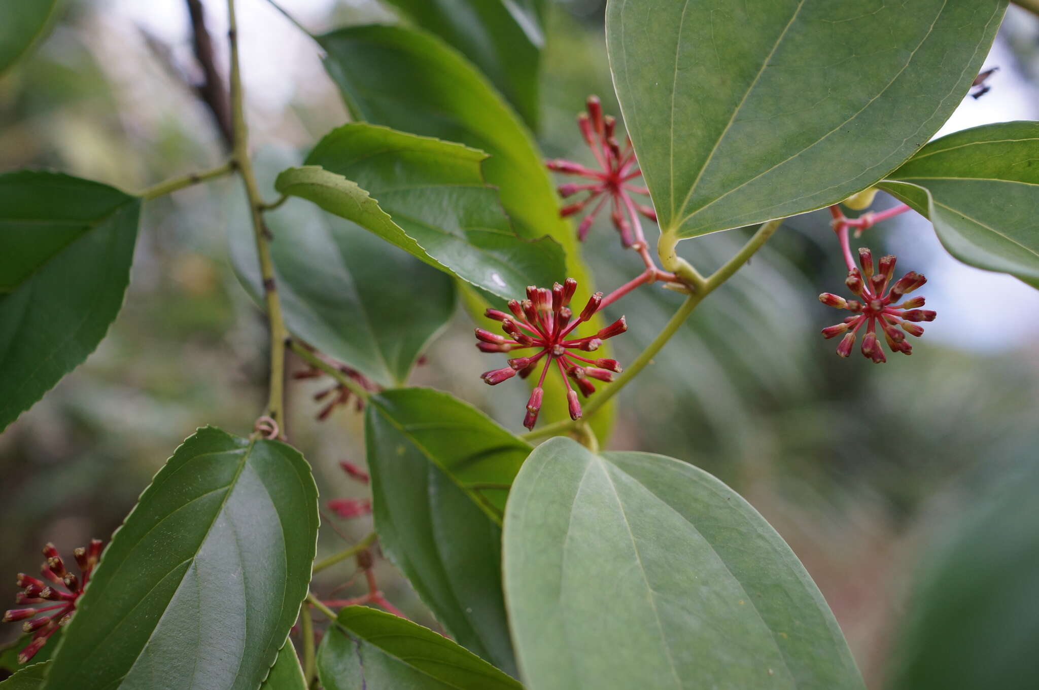 Smilax bracteata C. Presl resmi