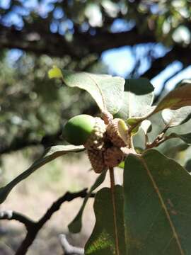 Image of Quercus convallata Trel.