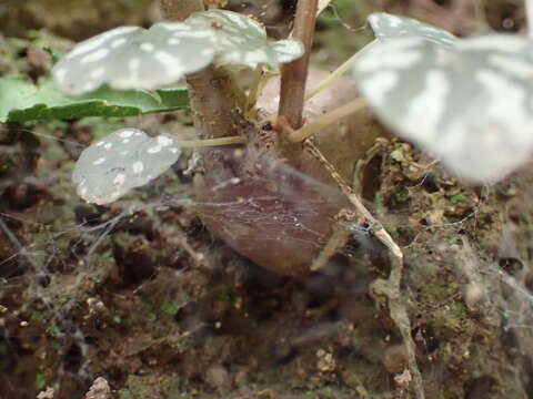 Слика од Begonia homonyma Steud.