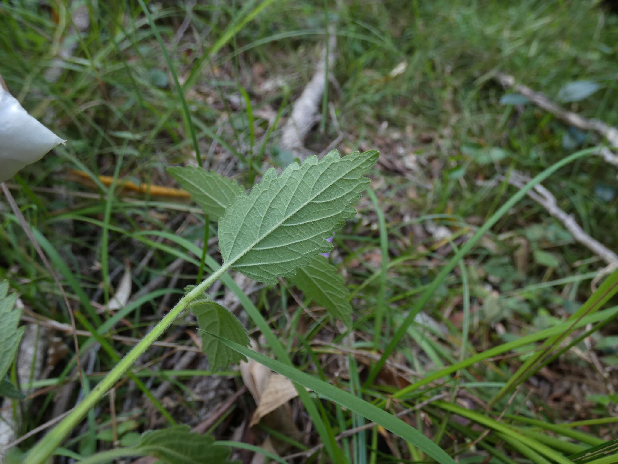 Anisomeles moschata R. Br.的圖片