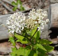 Image of Texas milkweed