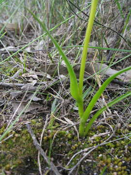 Image of Burchardia multiflora Lindl.