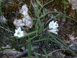 Image of Brimeura fastigiata (Viv.) Chouard