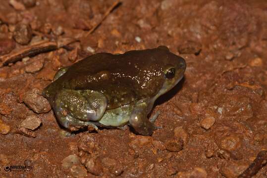 Imagem de Uperodon globulosus (Günther 1864)