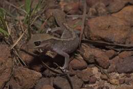 Image of Diplodactylus vittatus Gray 1832