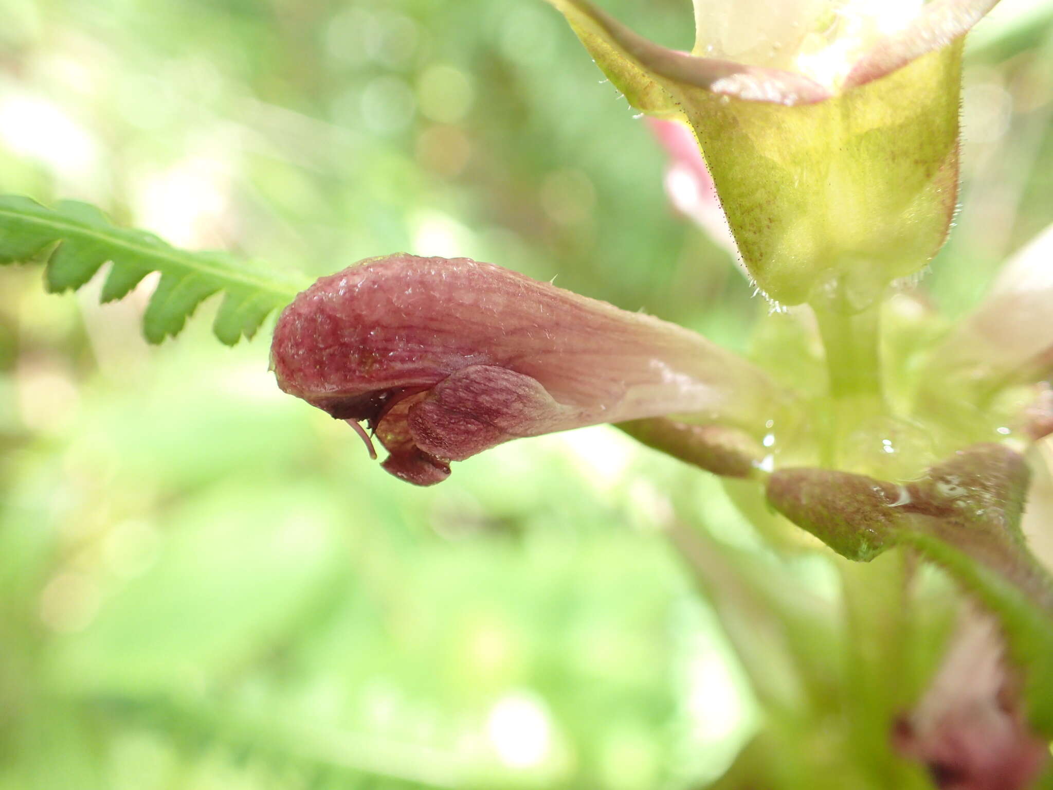 Imagem de Pedicularis rex subsp. lipskyana (Bonati) Tsoong