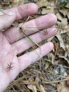 Image of bristly flatsedge