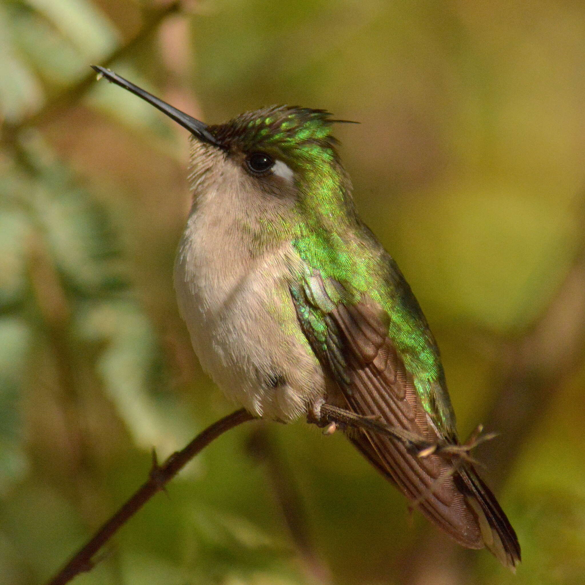 Слика од Stephanoxis loddigesii (Vigors 1831)