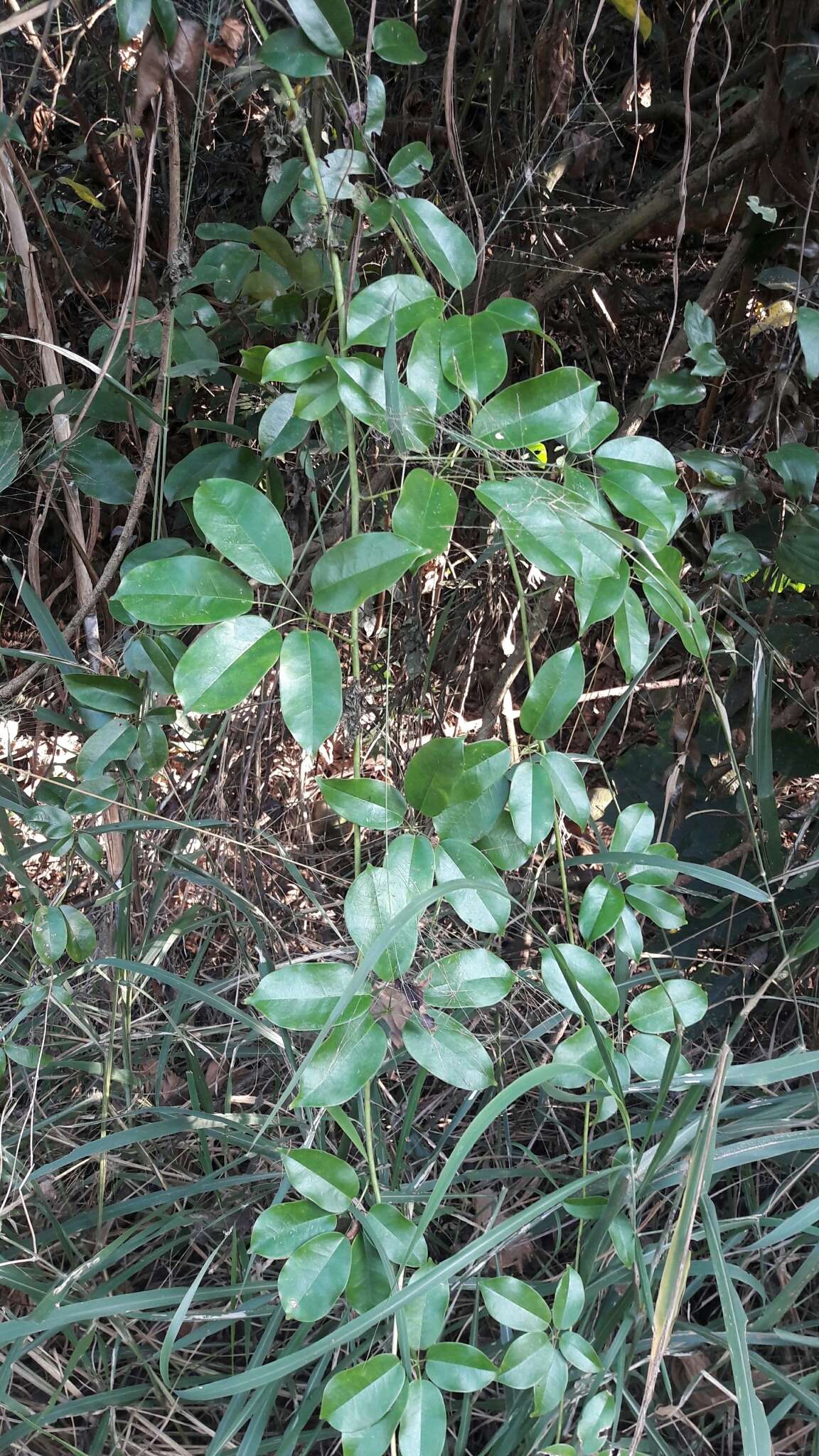 Image of Stauntonia hexaphylla (Thunb.) Decne.