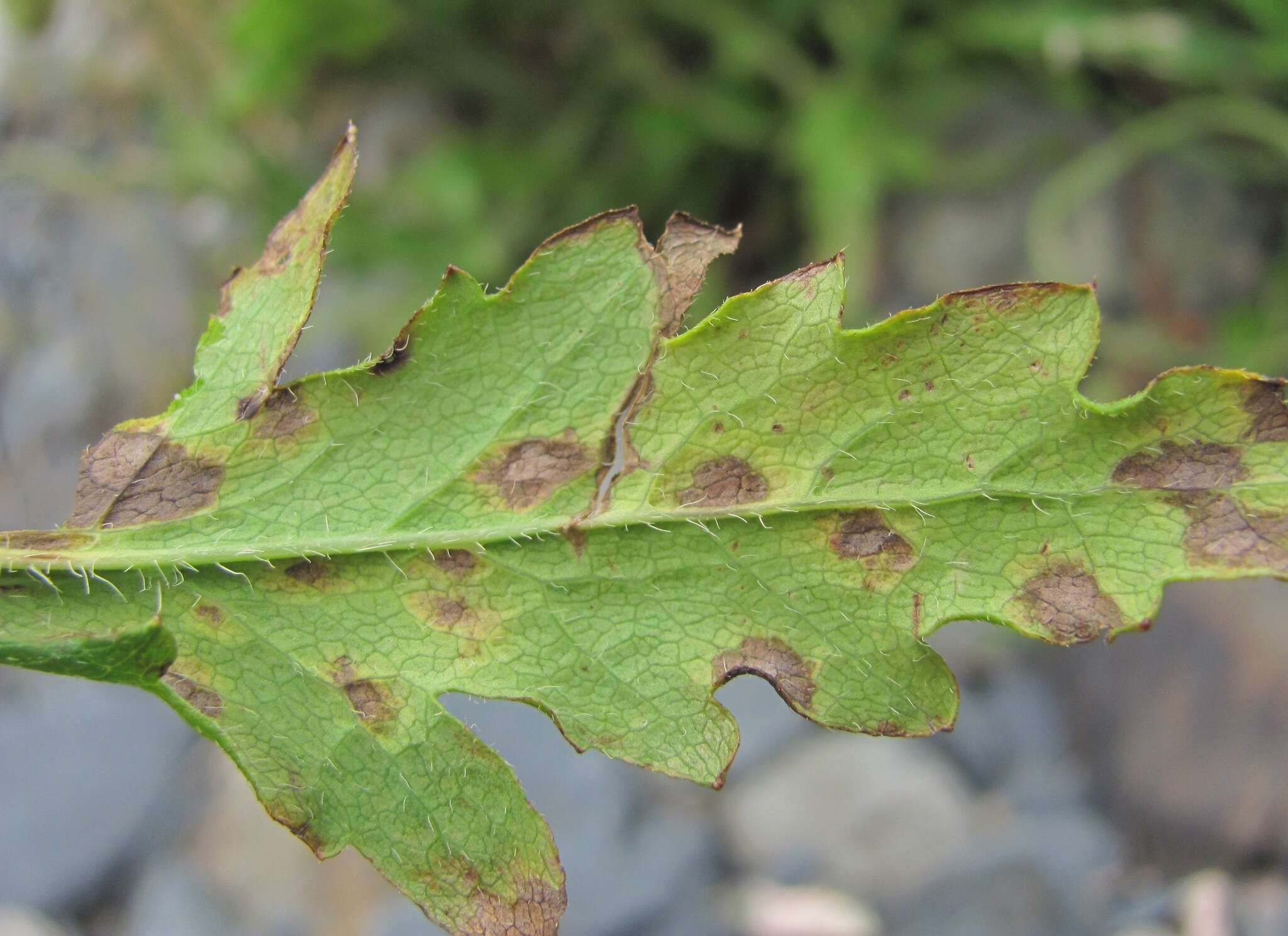 Image of Papaver oreophilum Rupr.