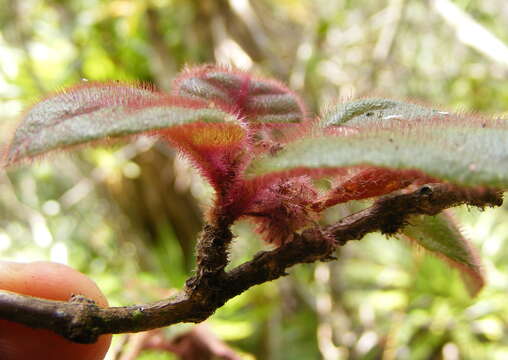 Columnea grisebachiana Kuntze的圖片