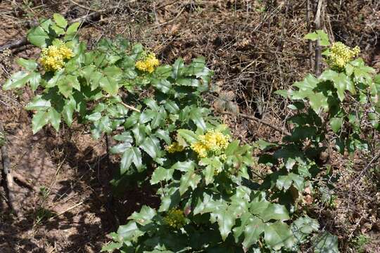 Image of Hollyleaved barberry