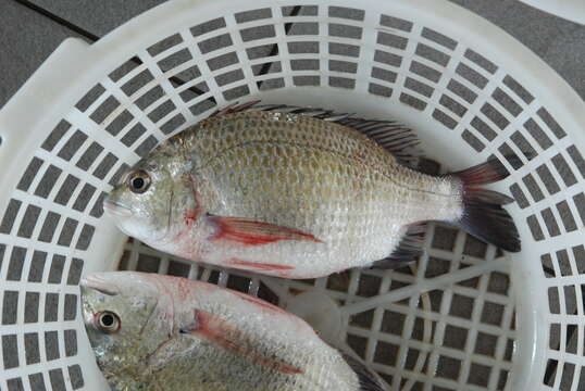 Image of Taiwan picnic seabream