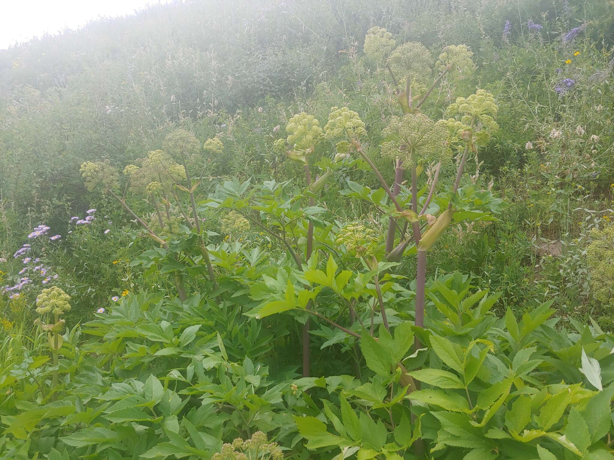 Image of Giant Angelica