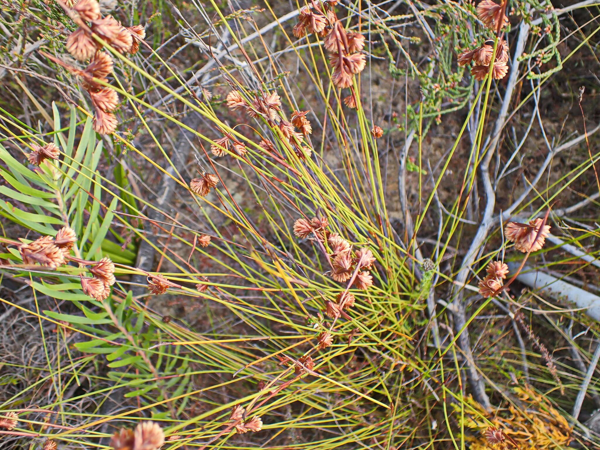 Image of Staberoha cernua (L. fil.) T. Durand & Schinz