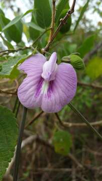 Image of soft butterfly pea