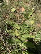 Plancia ëd Cyphostemma humile subsp. dolichopus (C. A. Sm.) Wild & Drum.