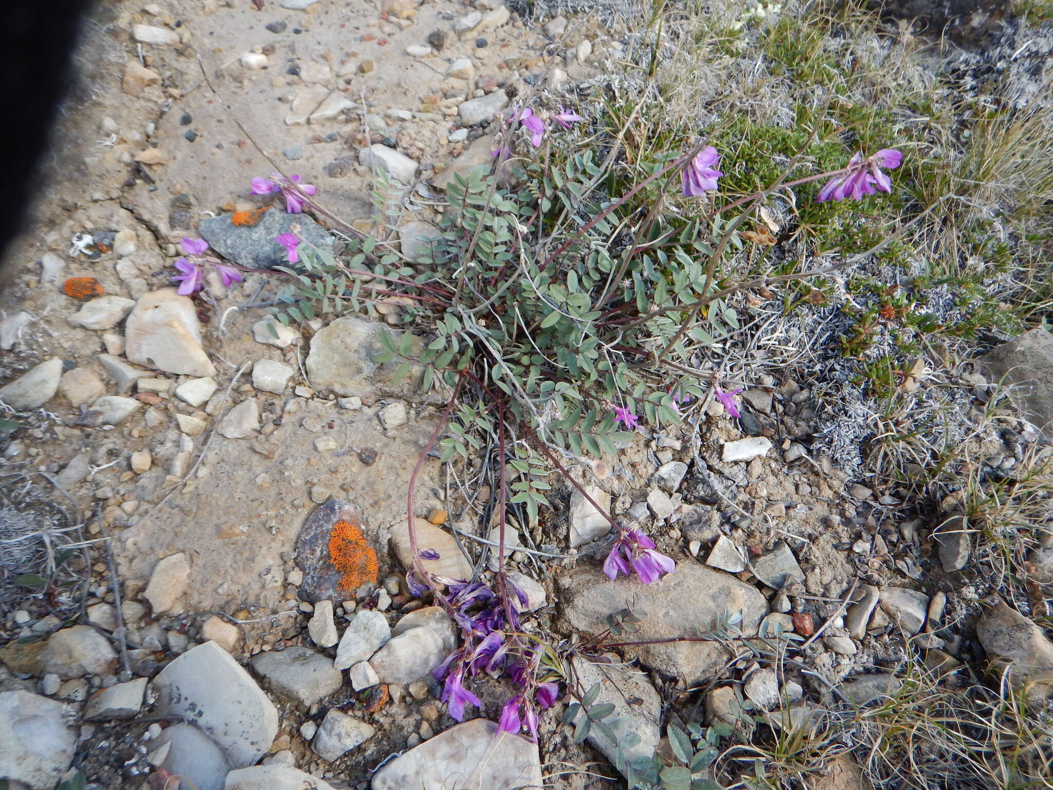 Image of <i>Hedysarum boreale</i> var. <i>mackenziei</i>