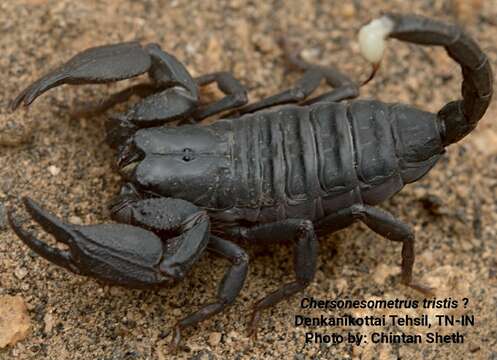 Chersonesometrus tristis (Henderson 1919) resmi