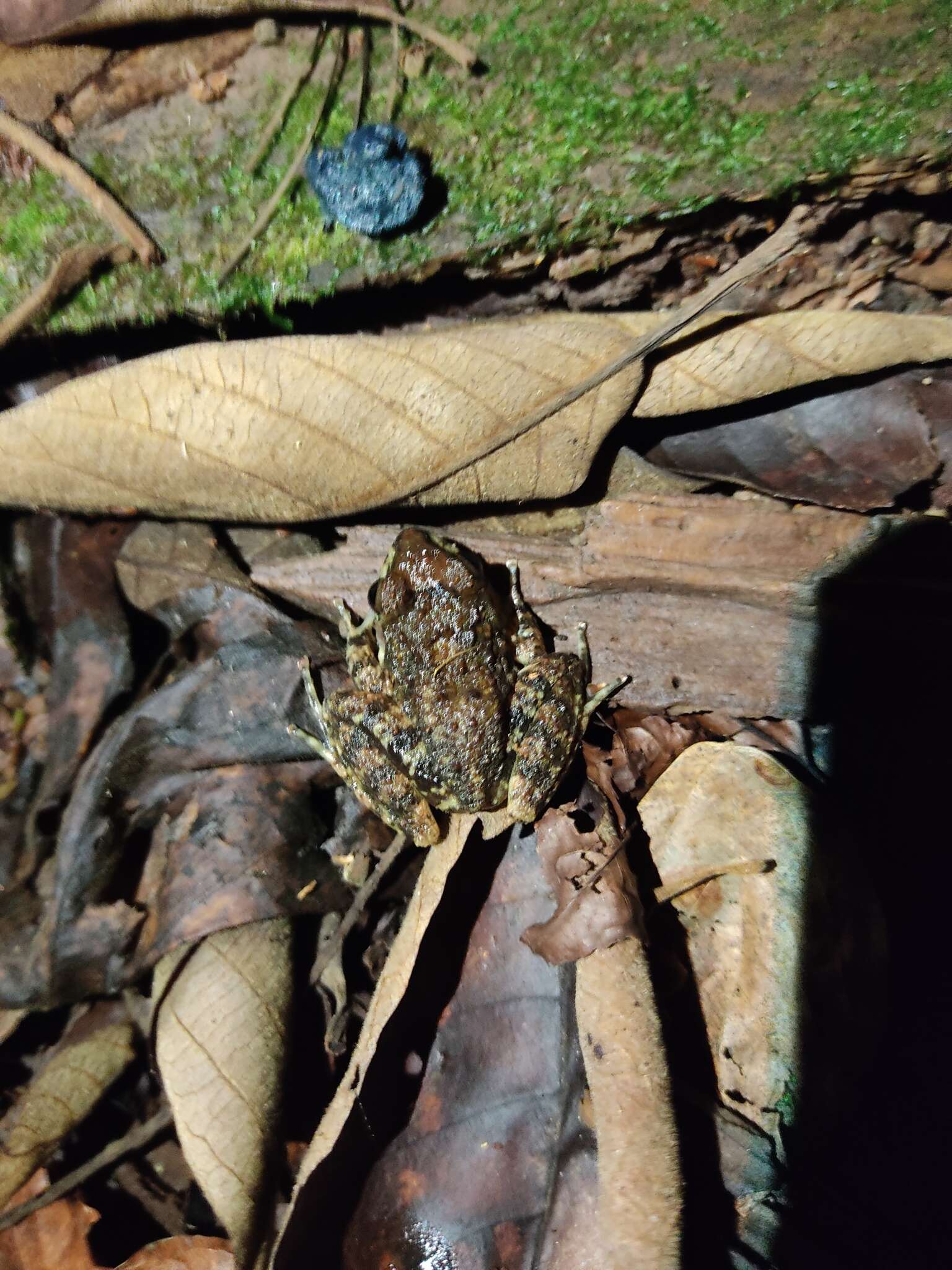 Image of Central American Rain Frog