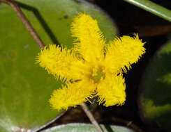 Image of Nymphoides thunbergiana (Griseb.) Kuntze