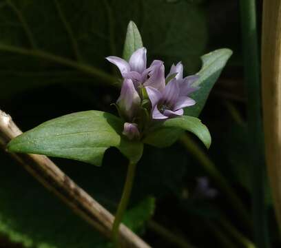 Image de Gentianella turkestanorum (Gandoger) Holub