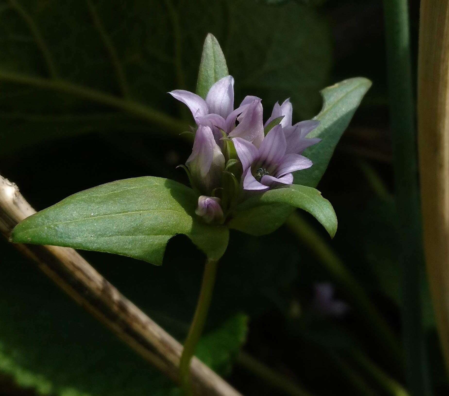 صورة Gentianella turkestanorum (Gandoger) Holub