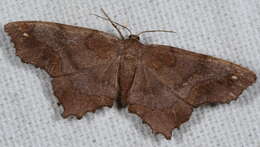 Image of Esther Moth