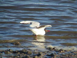 Image de Mouette de Patagonie